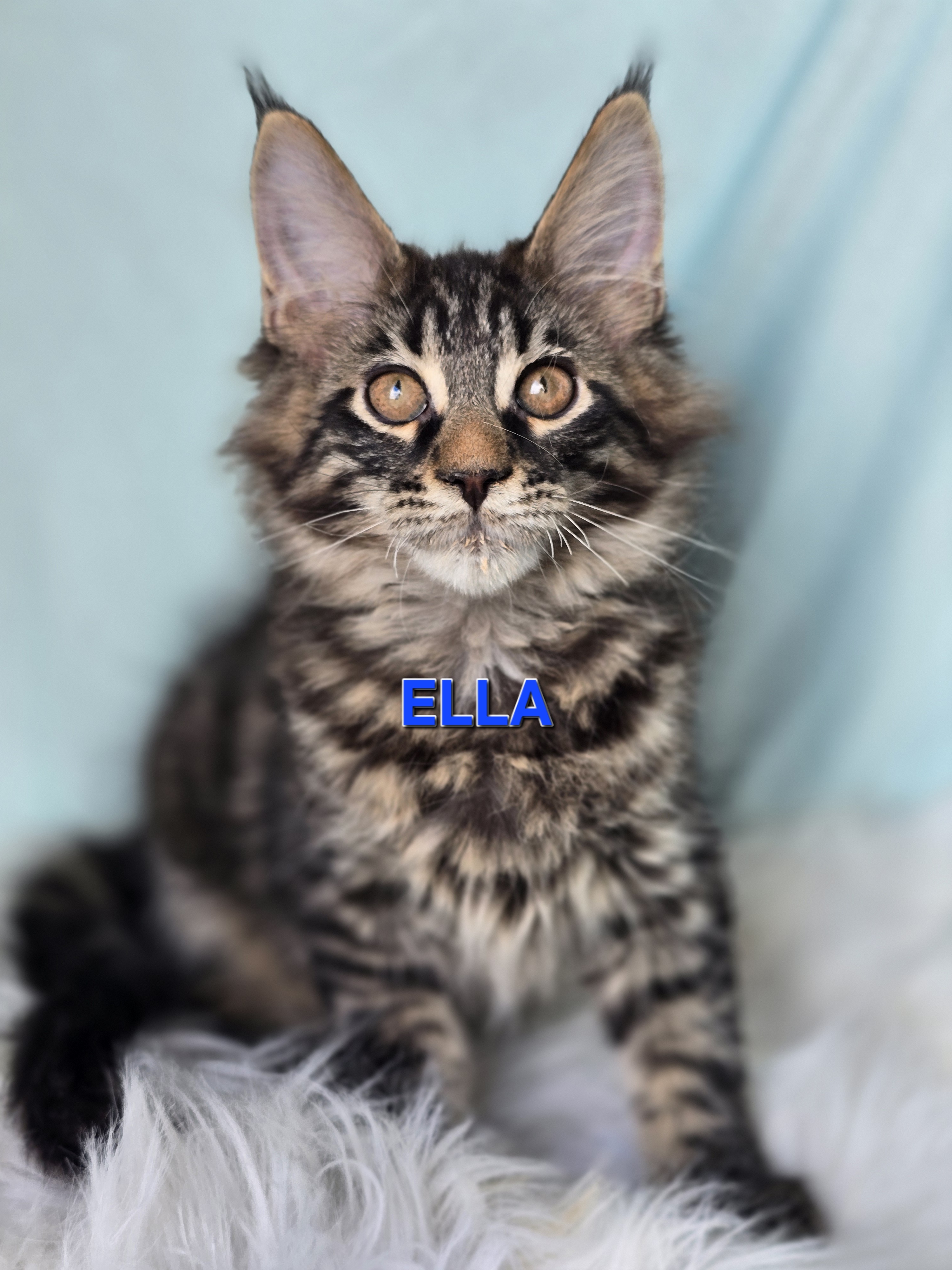 ELLA of Beauty Tiara Team — Maine Coon, Beauty Tiara Team
